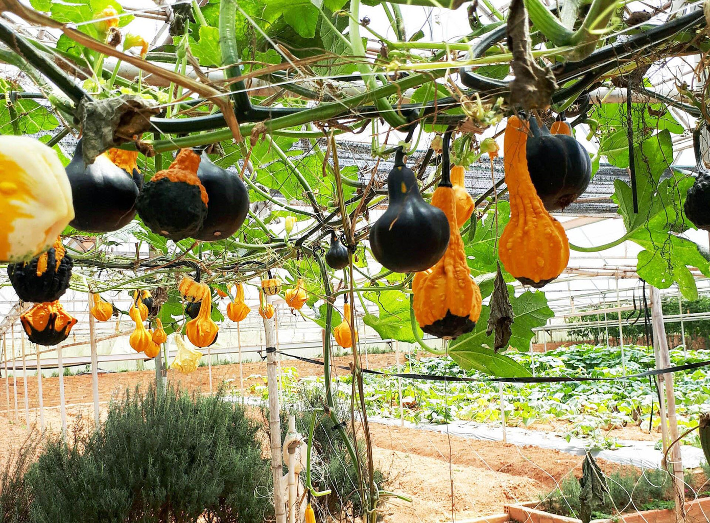 Tham quan vườn bí lạ của nông dân Đà lạt