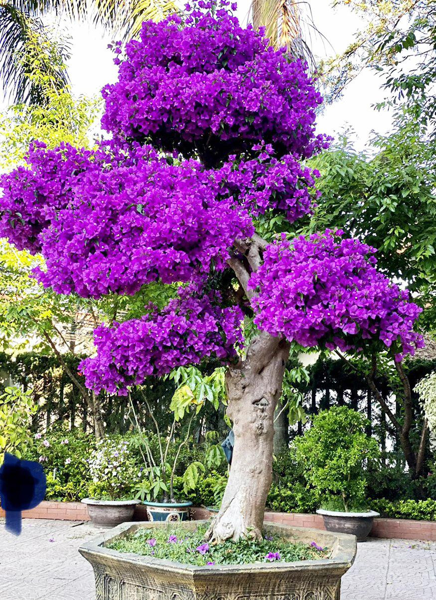 Cây kiểng ha giấy cổ thụ trước khi bị trộm- ảnh BV