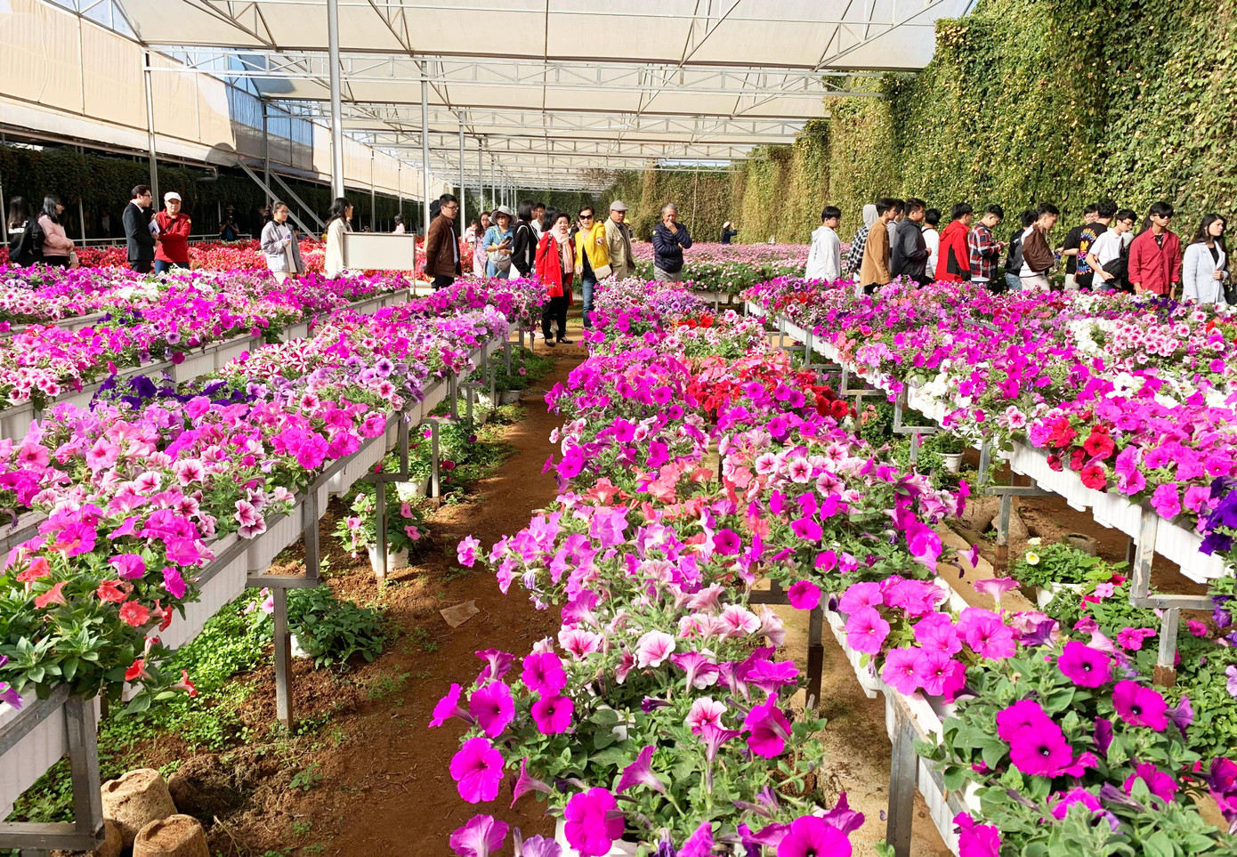 Vườn hoa đẹp thu hút nhiều du khách đến tham quan