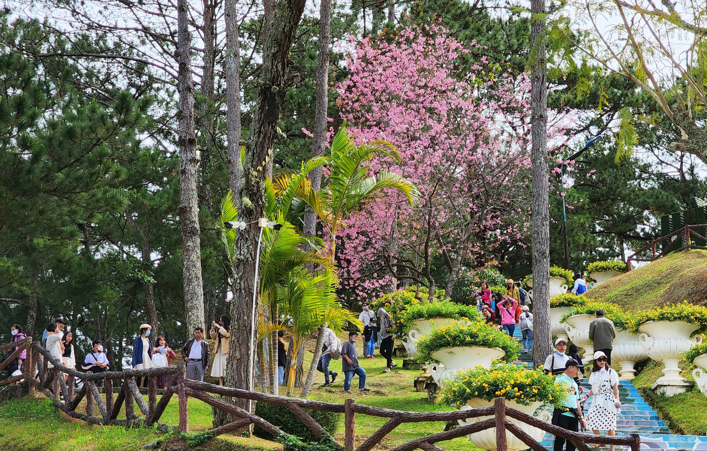 Mai anh đào nở đúng dịp Tết Nguyên đán khiến nhiều du khách náo nức lên Đà lạt Mai anh đào nở đúng dịp Tết Nguyên đán khiến nhiều du khách náo nức lên Đà lạt