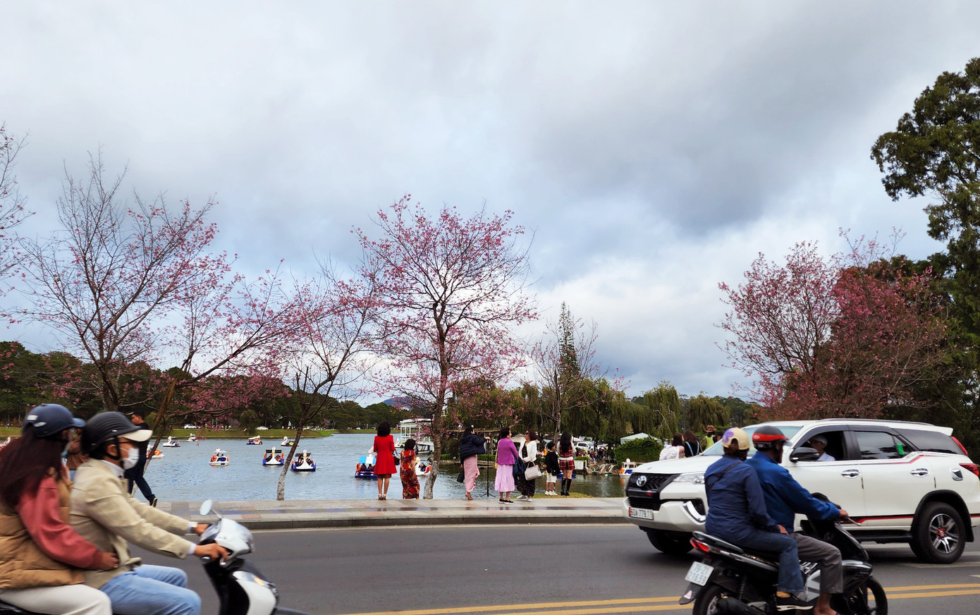 Mai anh đào nở rộ ven hồ Xuân Hương, thu hút nhiều người đến tham quan, chụp ảnh Mai anh đào nở rộ ven hồ Xuân Hương, thu hút nhiều người đến tham quan, chụp ảnh