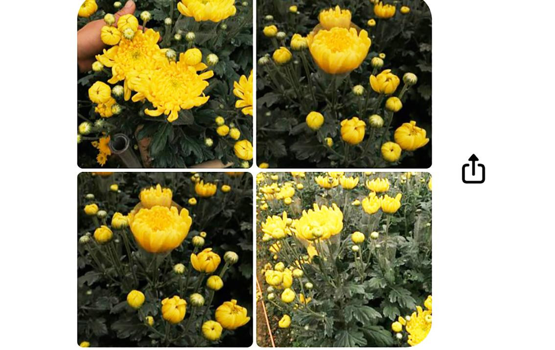 P.T.H gửi ảnh các vườn cúc rất đẹp cho bà H. để thương lượng mua bán hoa P.T.H gửi ảnh các vườn cúc rất đẹp cho bà H. để thương lượng mua bán hoa