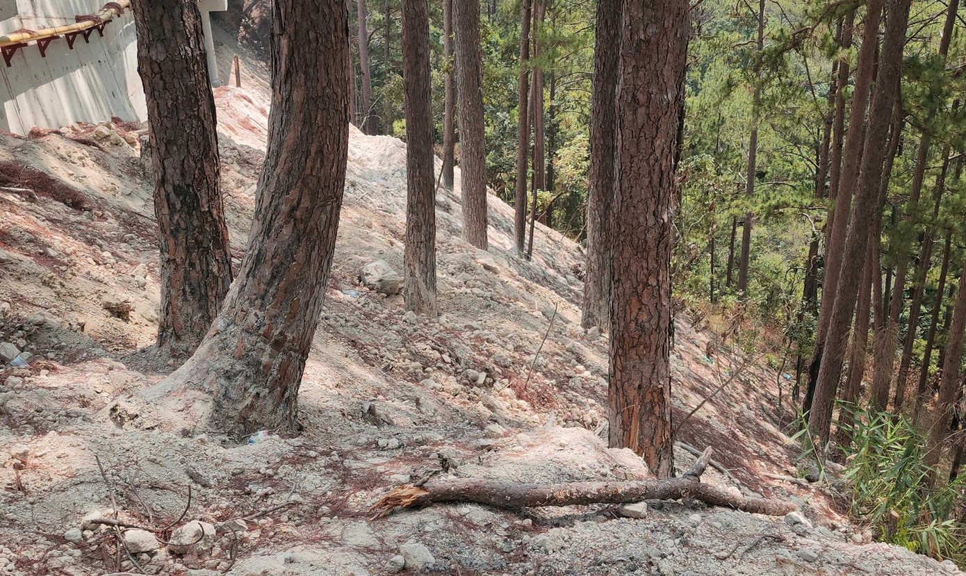 Cần trả lại thảm thực bì xanh mướt cho rừng thông sau khi thi công mở rộng đèo Prenn