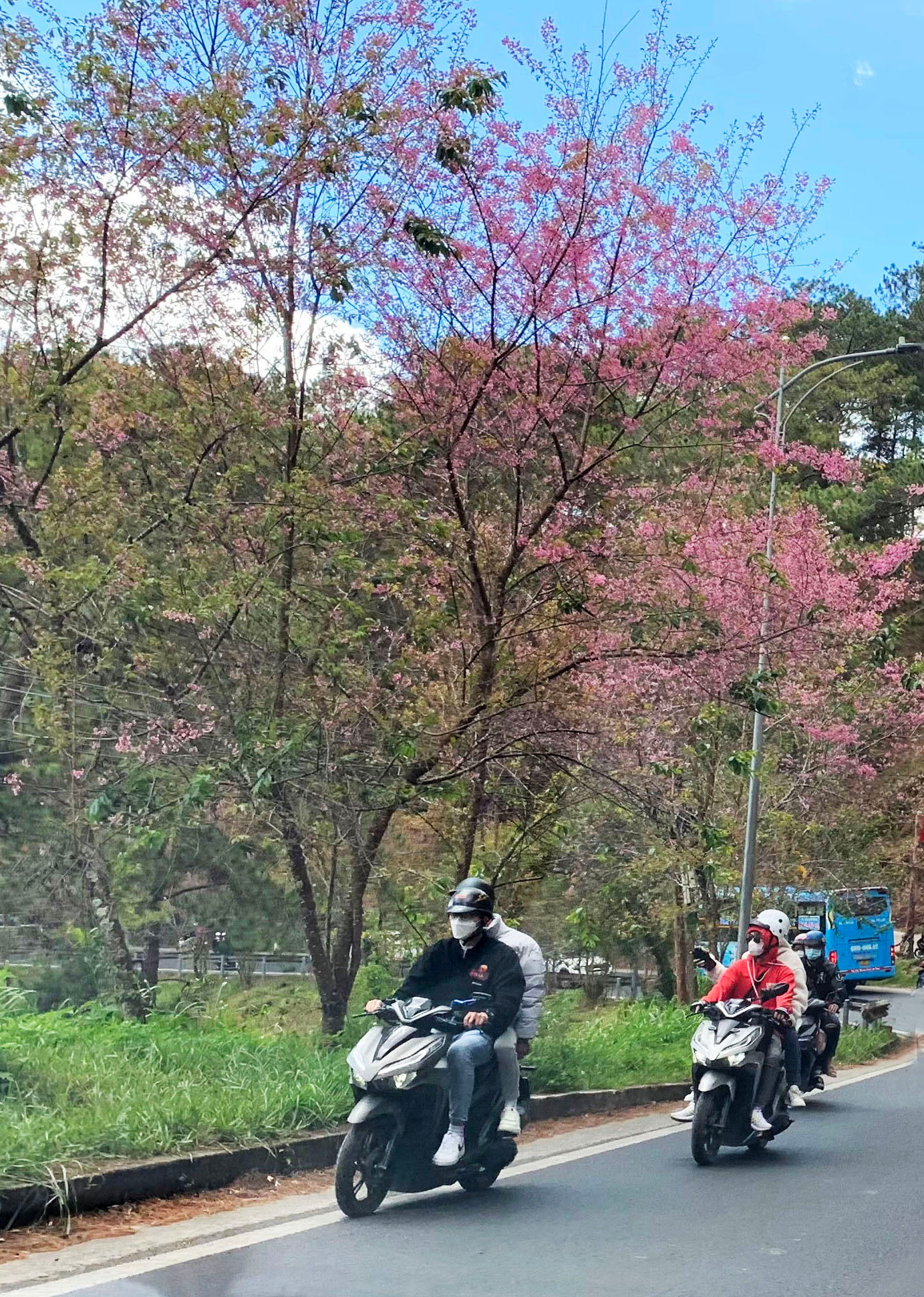 Nên trồng thêm Mai anh đào để làm đẹp cho đèo Prenn