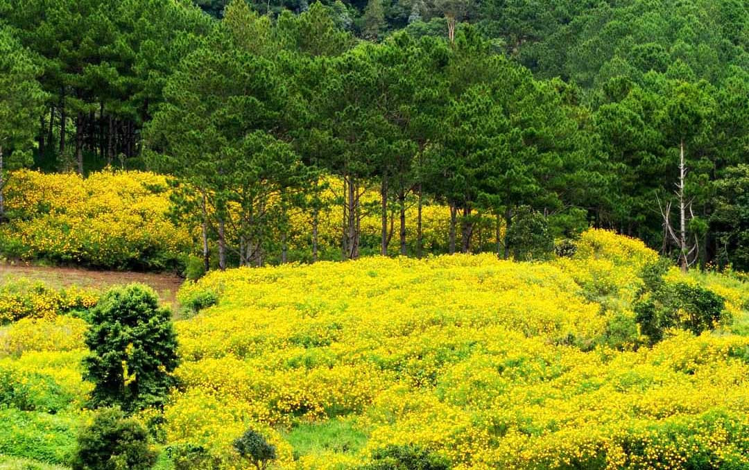 Hoa dã quỳ nở vàng rực ven đèo Prenn lúc giao mùa