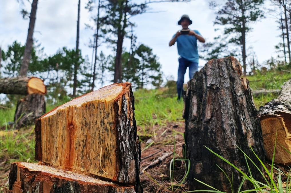 Vạt rừng bị cưa hạ gần hết