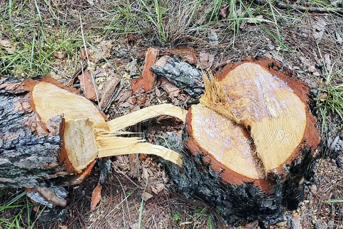 Chỉ với 2 lát cắt là hạ gục cây thông lớn