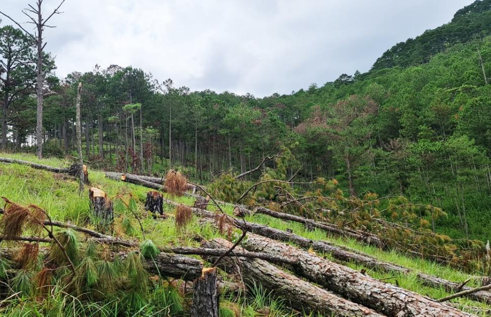 Cây thông bị cưa hạ ngã đổ la liệt tại tiểu khu 144B