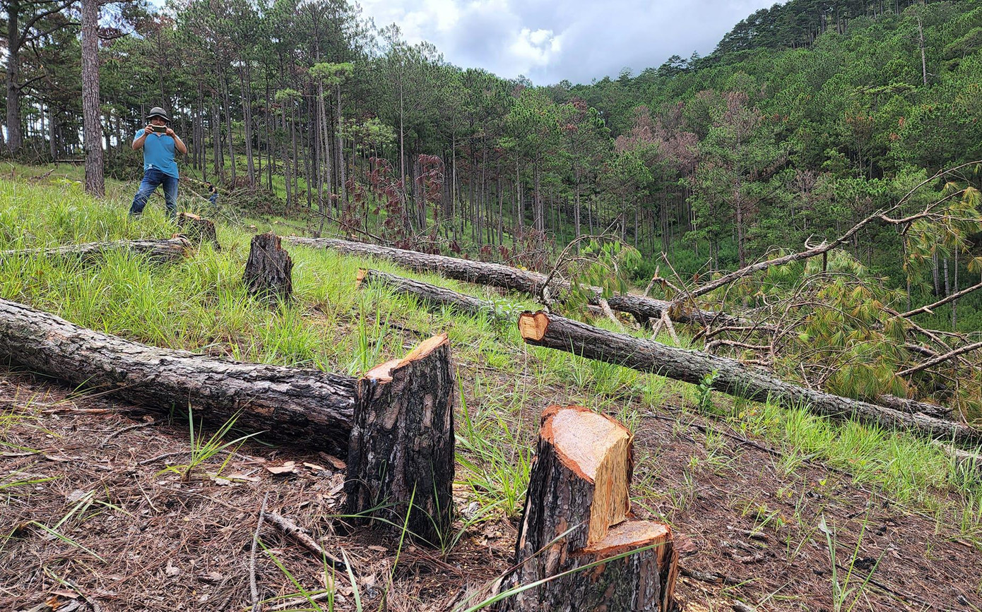 Rừng thông phòng hộ bị triệt hạ