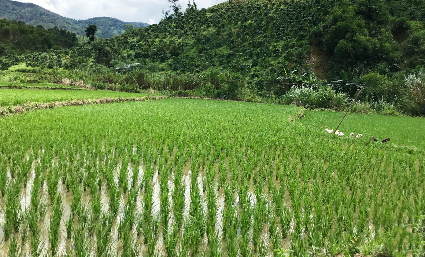 Những cánh đồng được các hộ dân tộc thiểu số xen canh, gối vụ, không để đất hoang hóa Những cánh đồng được các hộ dân tộc thiểu số xen canh, gối vụ, không để đất hoang hóa