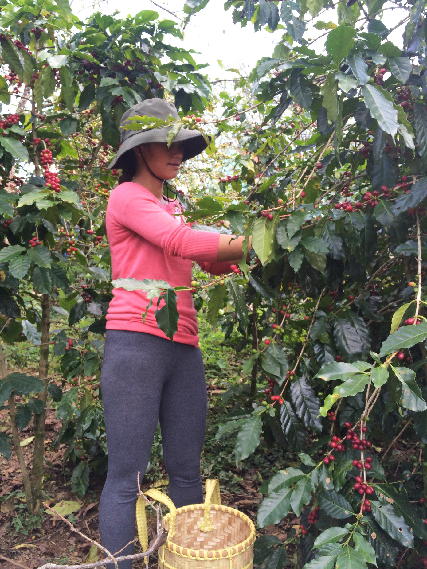 Người K'Hotái canh cà phê để tăng năng suất Người K'Hotái canh cà phê để tăng năng suất