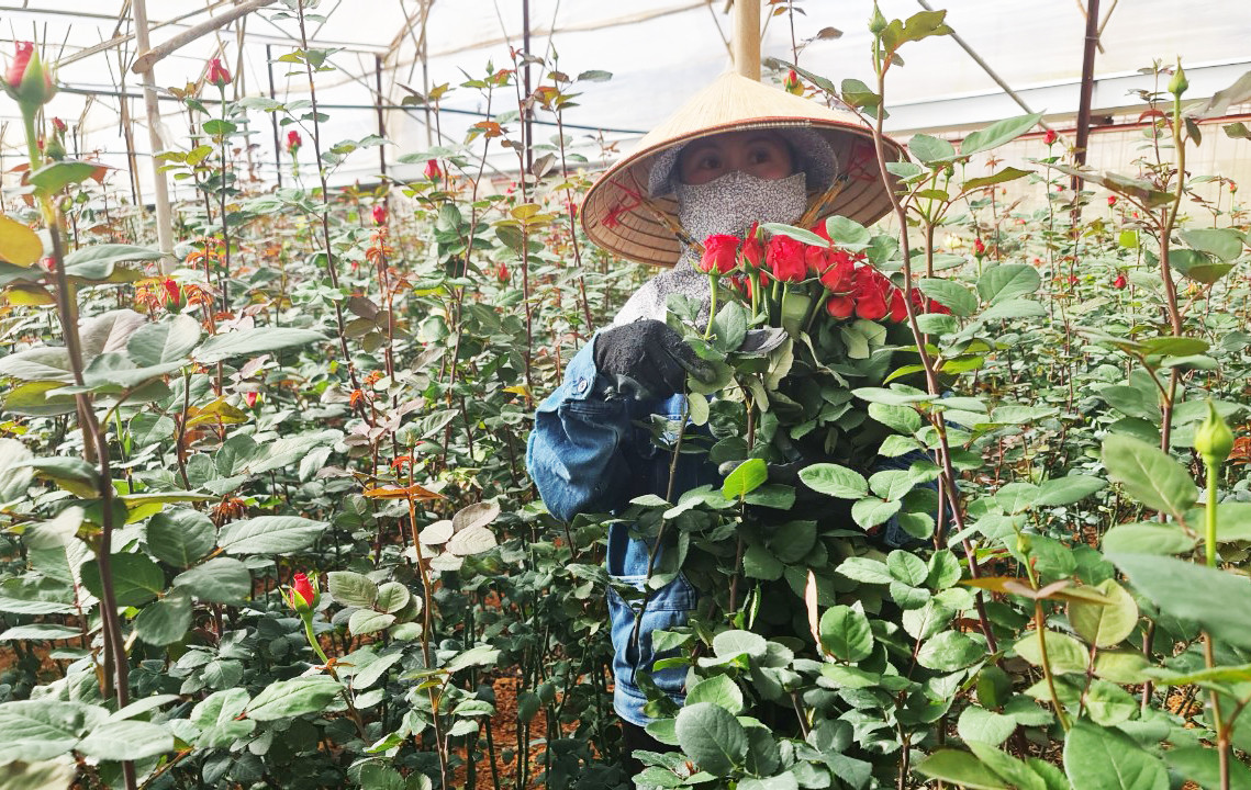 Hoa hồng đỏ Pháp được ưa chuộng