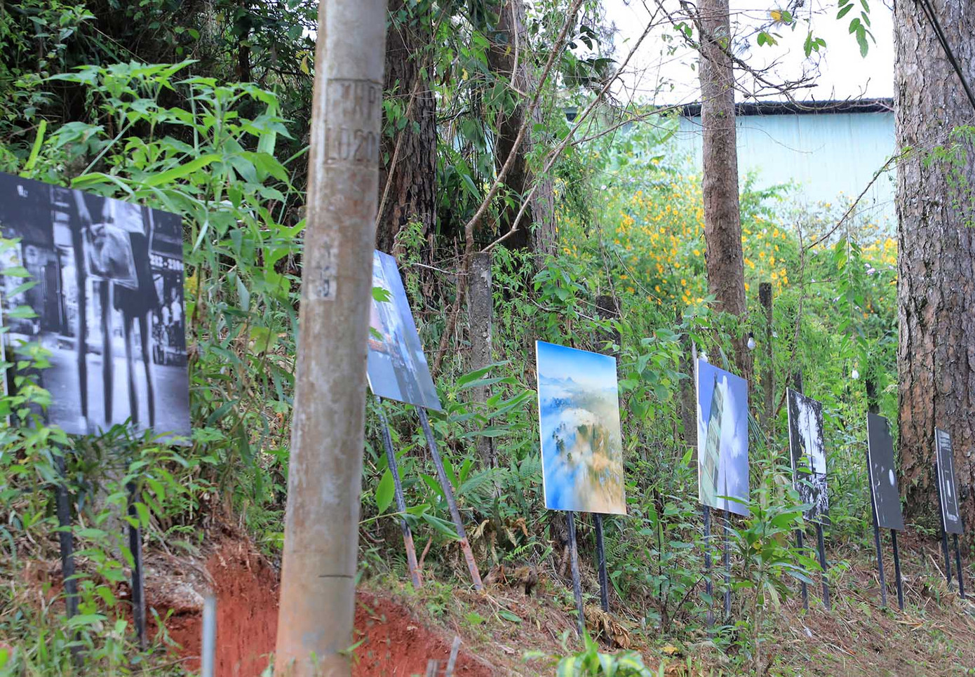 Triển lãm ảnh trên đồi ven đường Lý Tự Trọng.