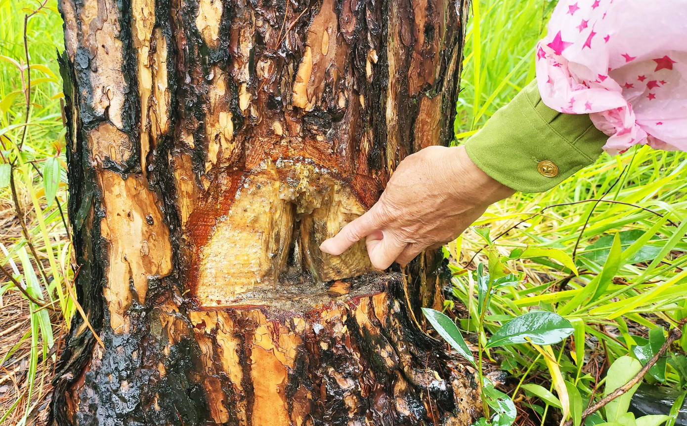 Tổ bảo vệ rừng tìm cách cứu những cây thông bị "lâm tặc" đầu độc.