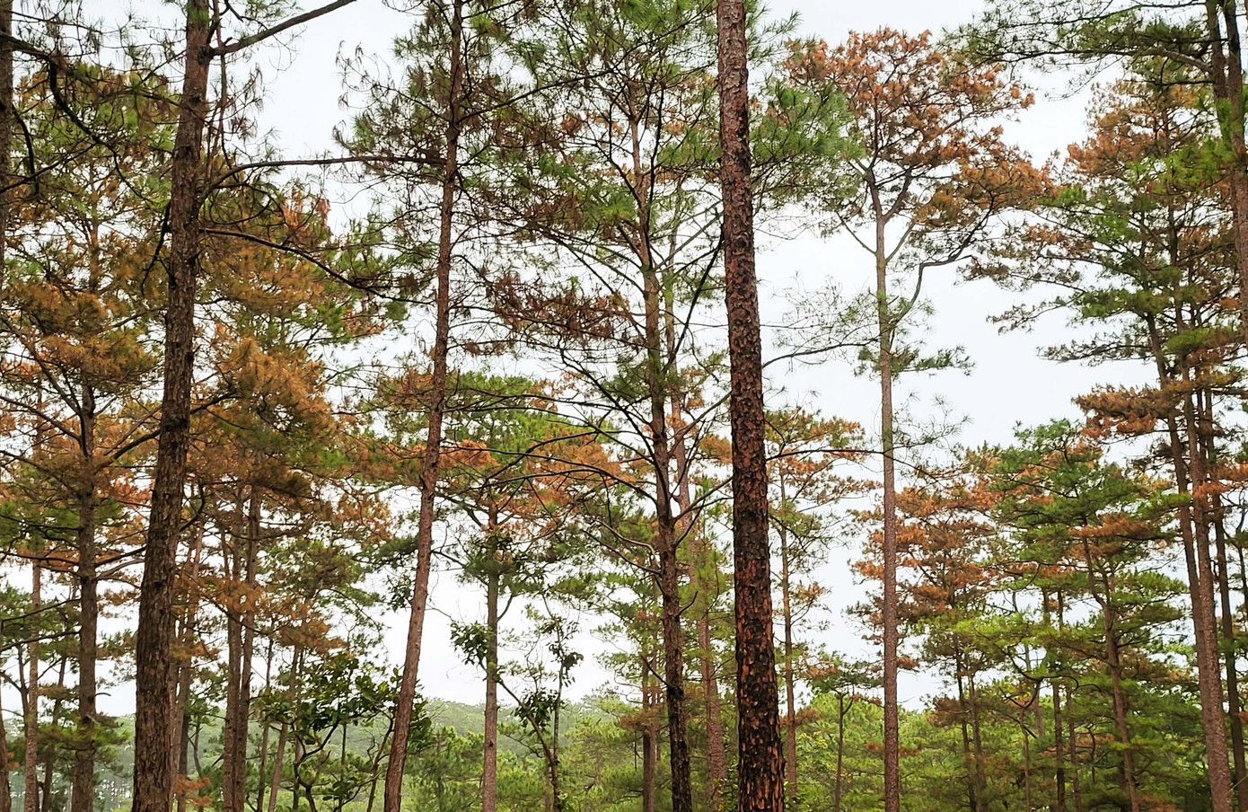 Lá thông đã chuyển sang màu vàng, khả năng phục hồi sau khi bị đầu độc là rất thấp.