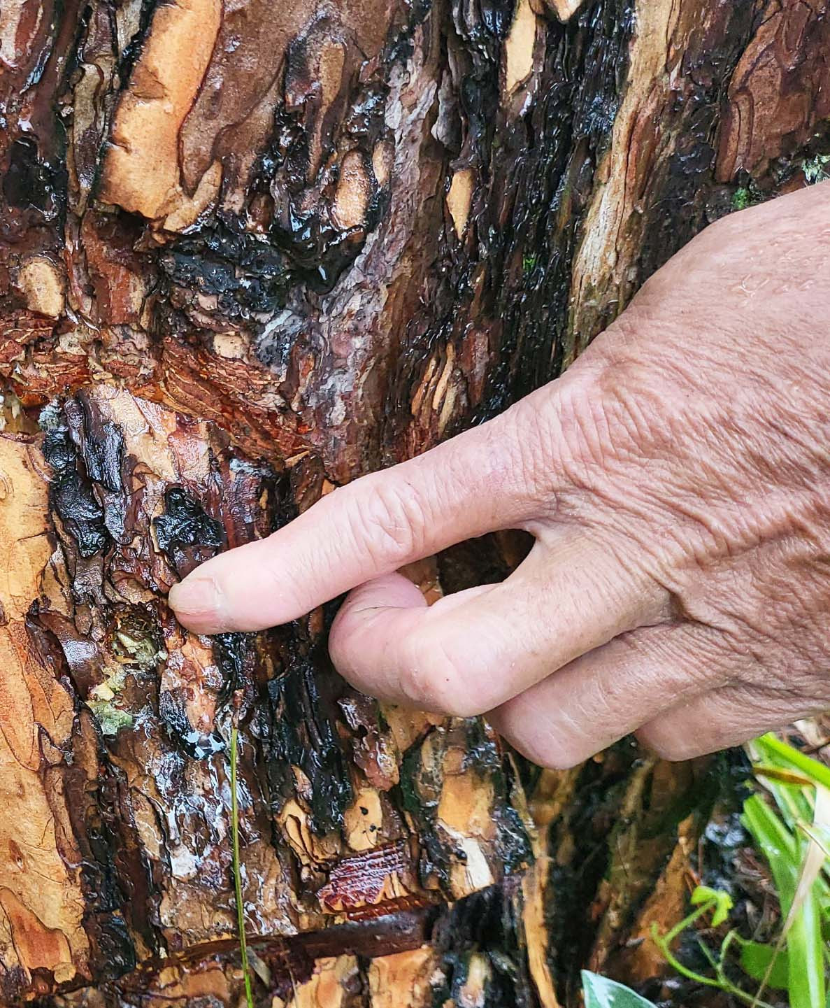 Miệng lỗ khoan rộng khoảng 2cm, sâu 10cm.