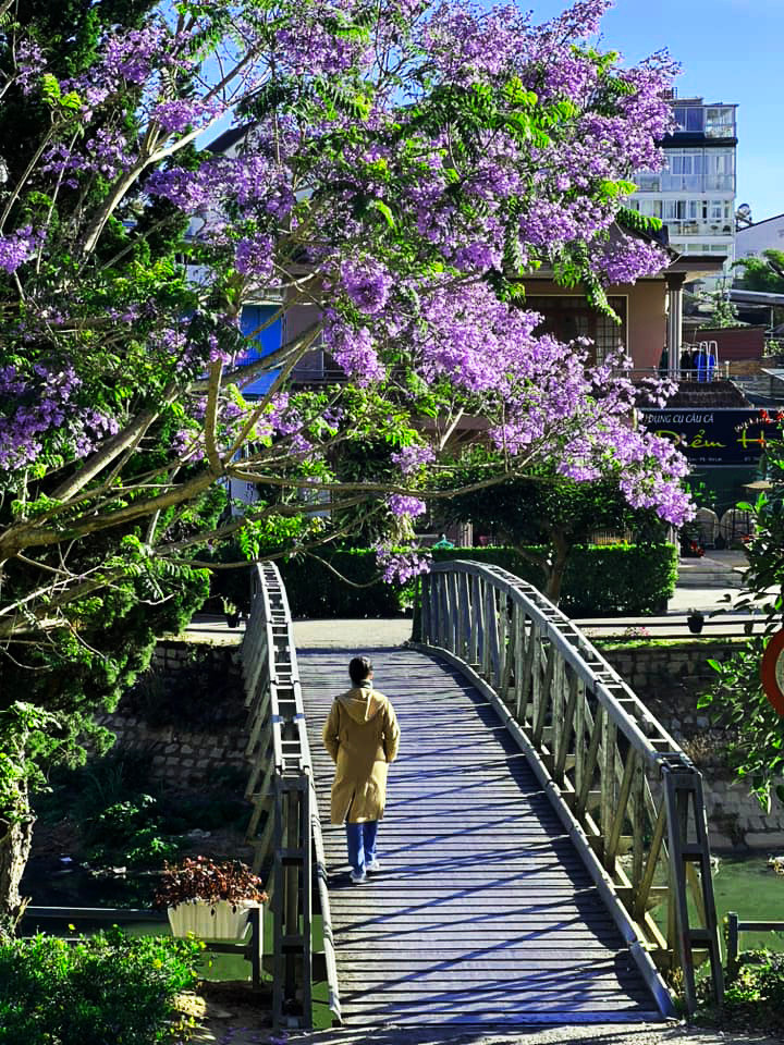 Đà Lạt thêm lãng mạn khi phượng tím nở rộ