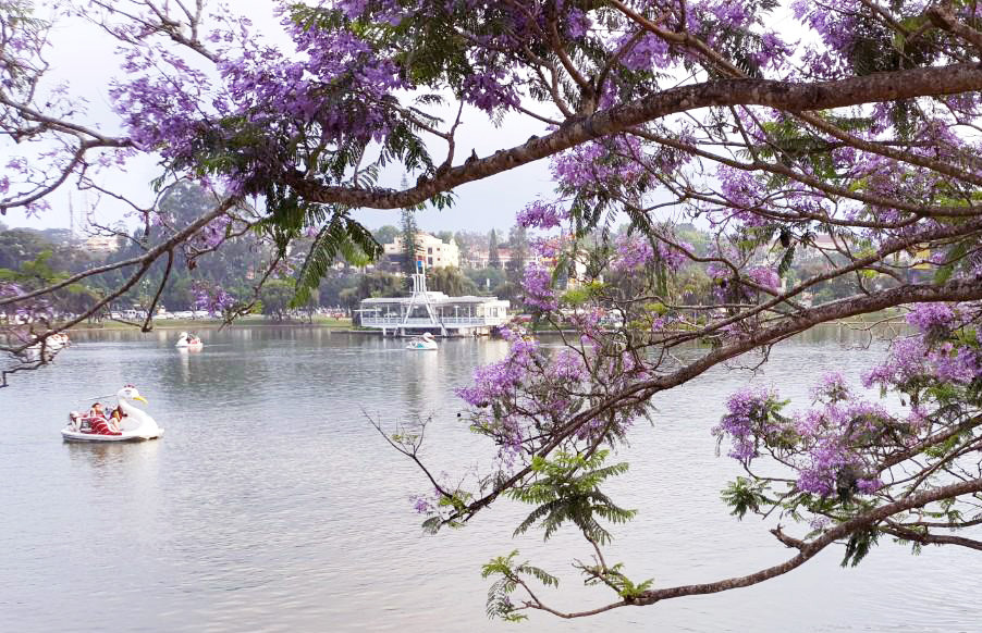 Du khách đi xe đạp nước trên hồ Xuân Hương, ngắm phượng tím