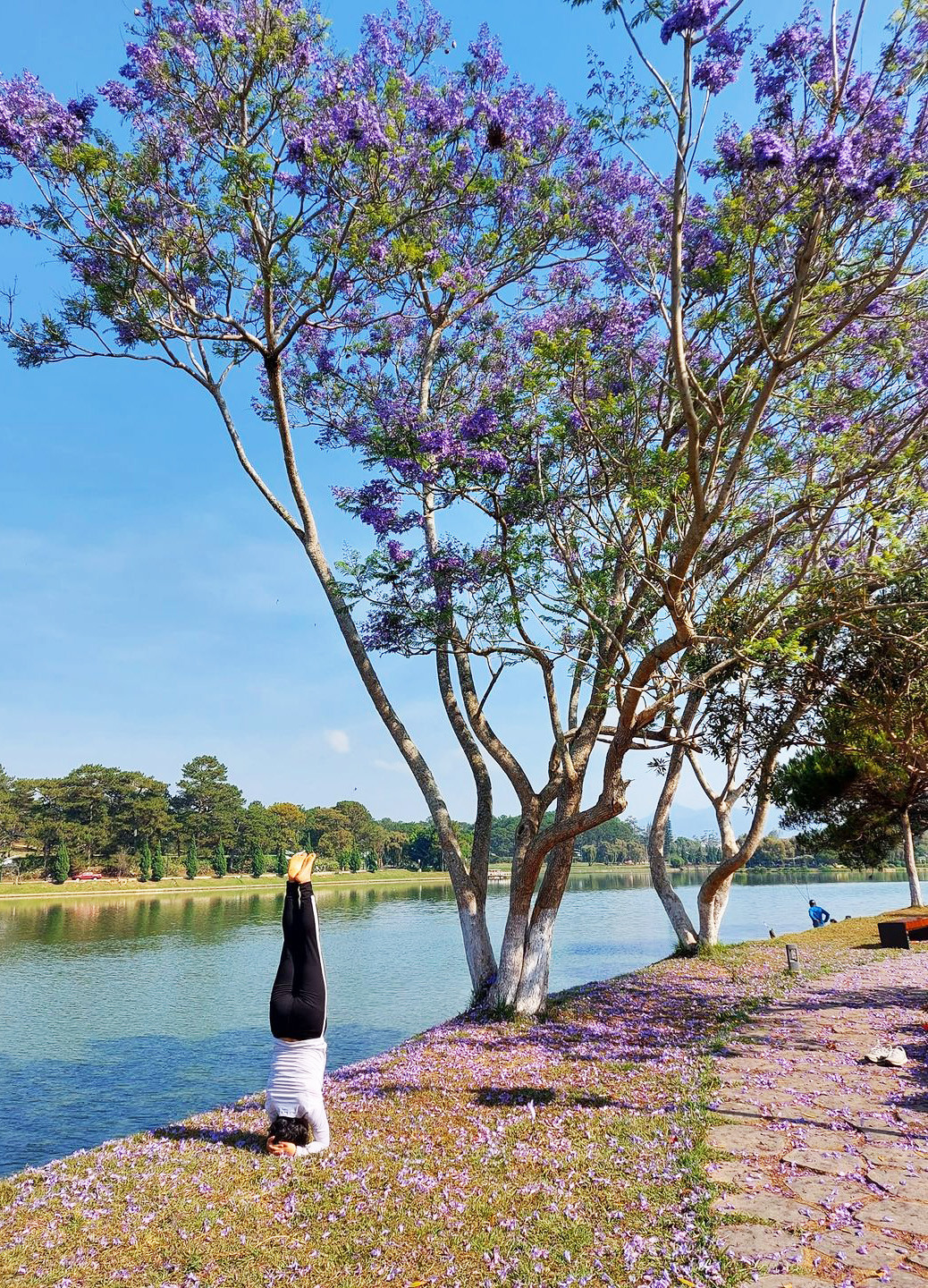 Phượng tím phủ khắp Đà Lạt, đẹp 'quên lối về' ảnh 7