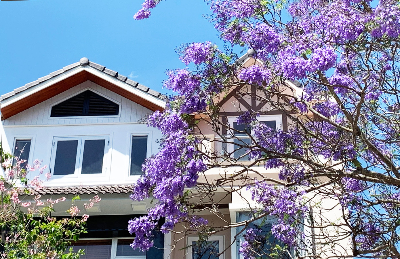 Phượng tím càng tôn lên vẻ đẹp của kiến trúc Đà Lạt