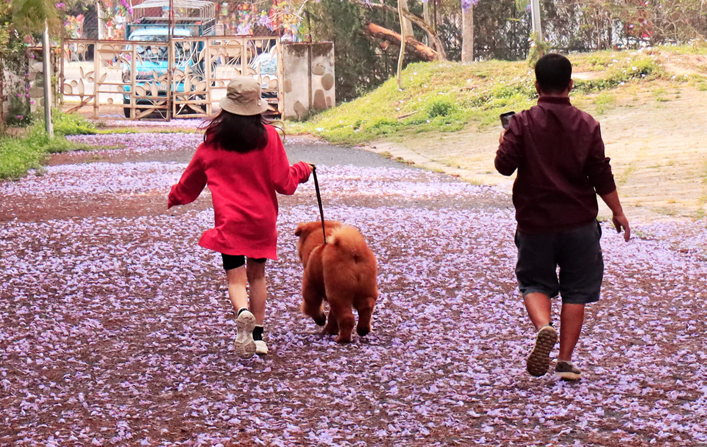 Thảm hoa phượng tuyệt đẹp thu hút giới trẻ check in