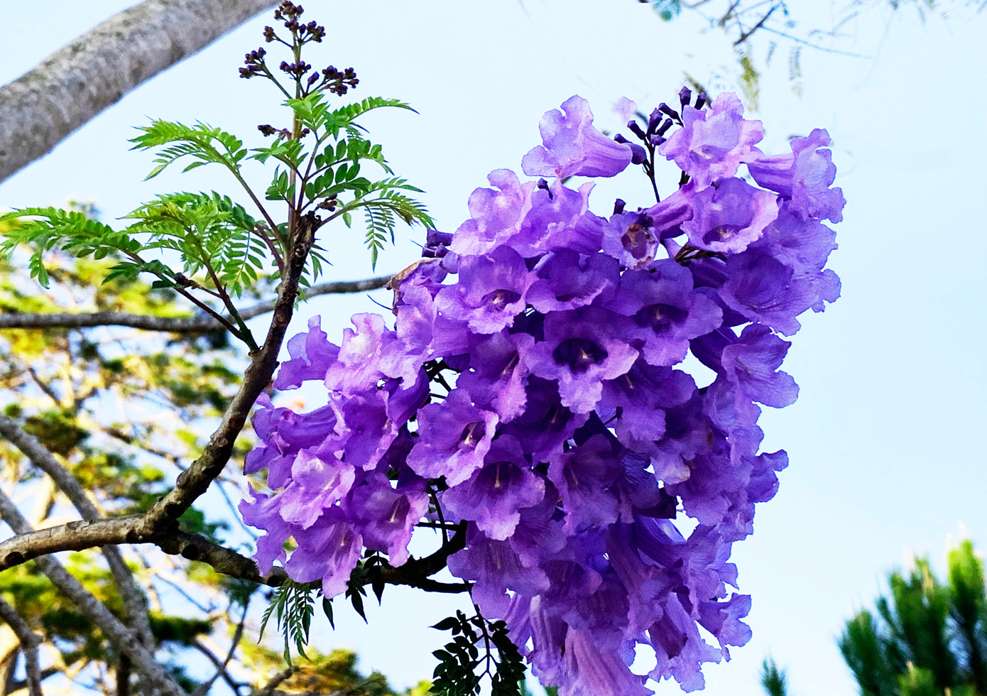 Phượng tím hình chuông