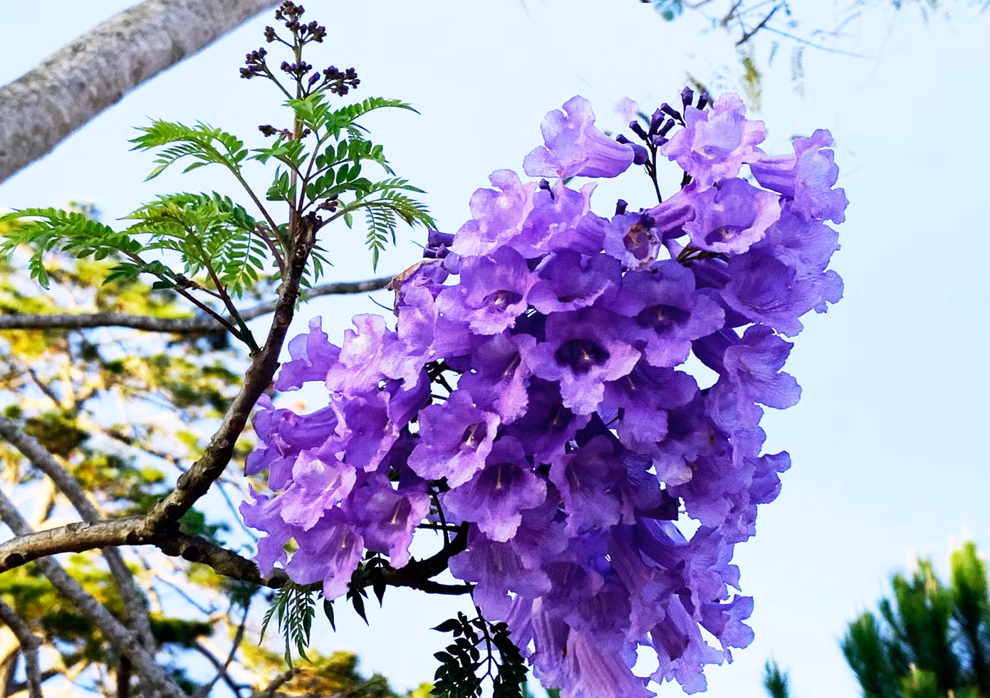 Phượng tím hình chuông