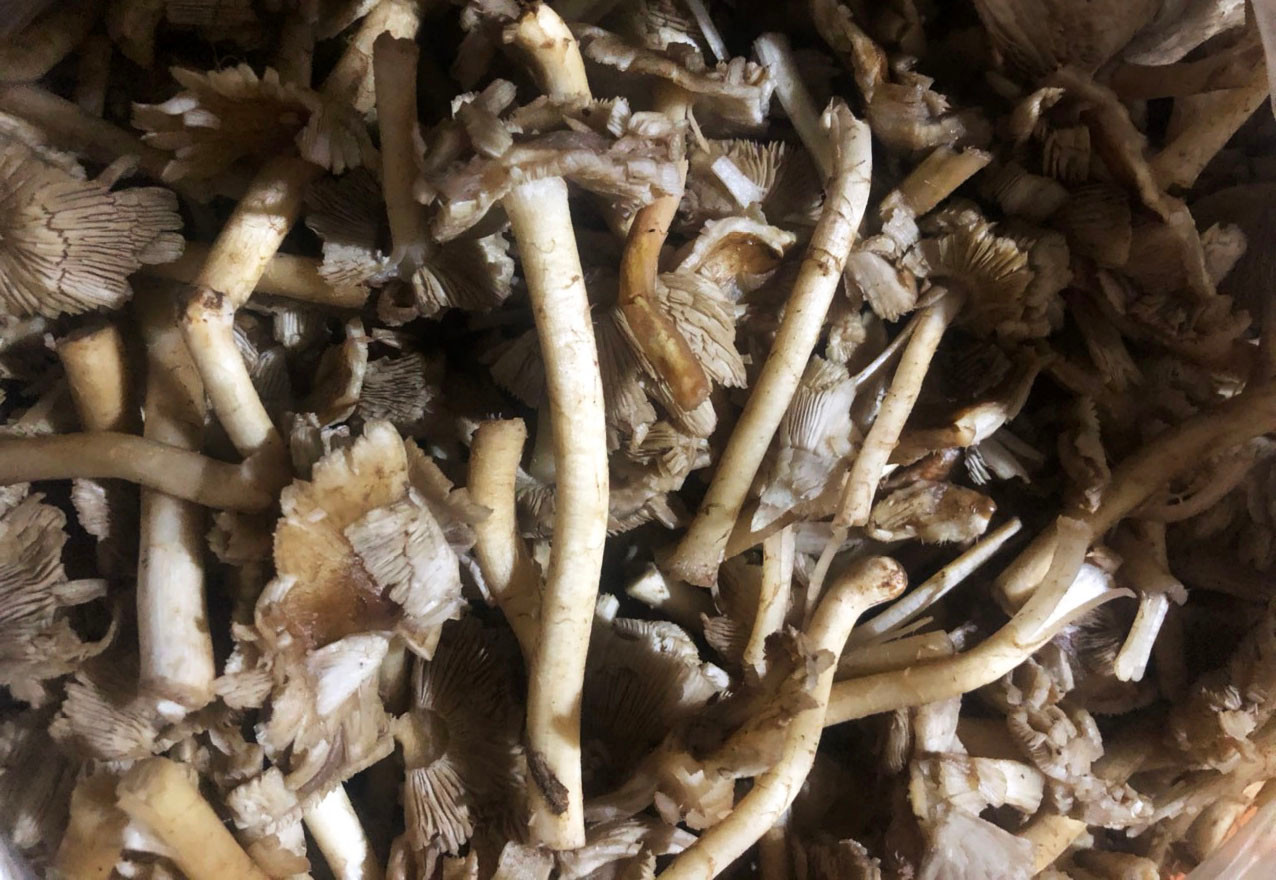 TTYT Di Linh lấy được mẫu nấm rừng các bệnh nhân đã sử dụng TTYT Di Linh lấy được mẫu nấm rừng các bệnh nhân đã sử dụng