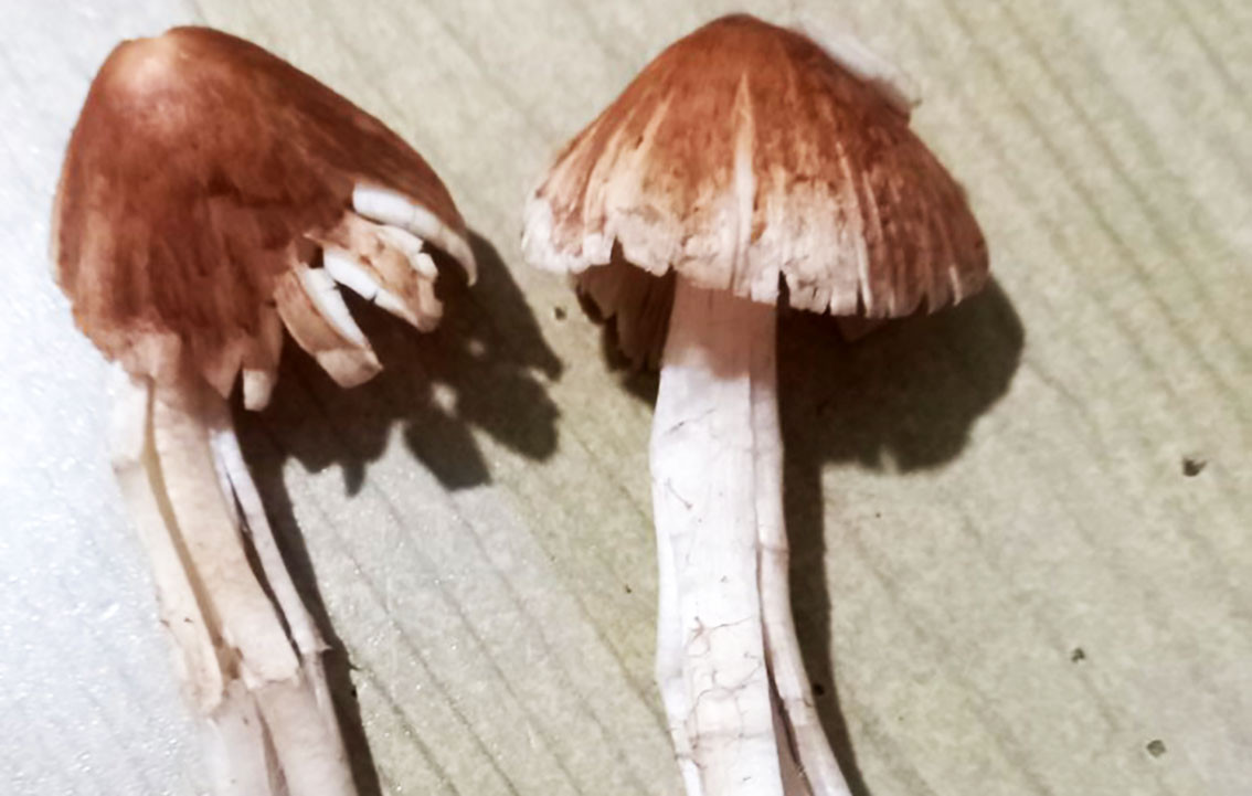 Nấm mũ khía nâu xám gây ngộ độc Nấm mũ khía nâu xám gây ngộ độc