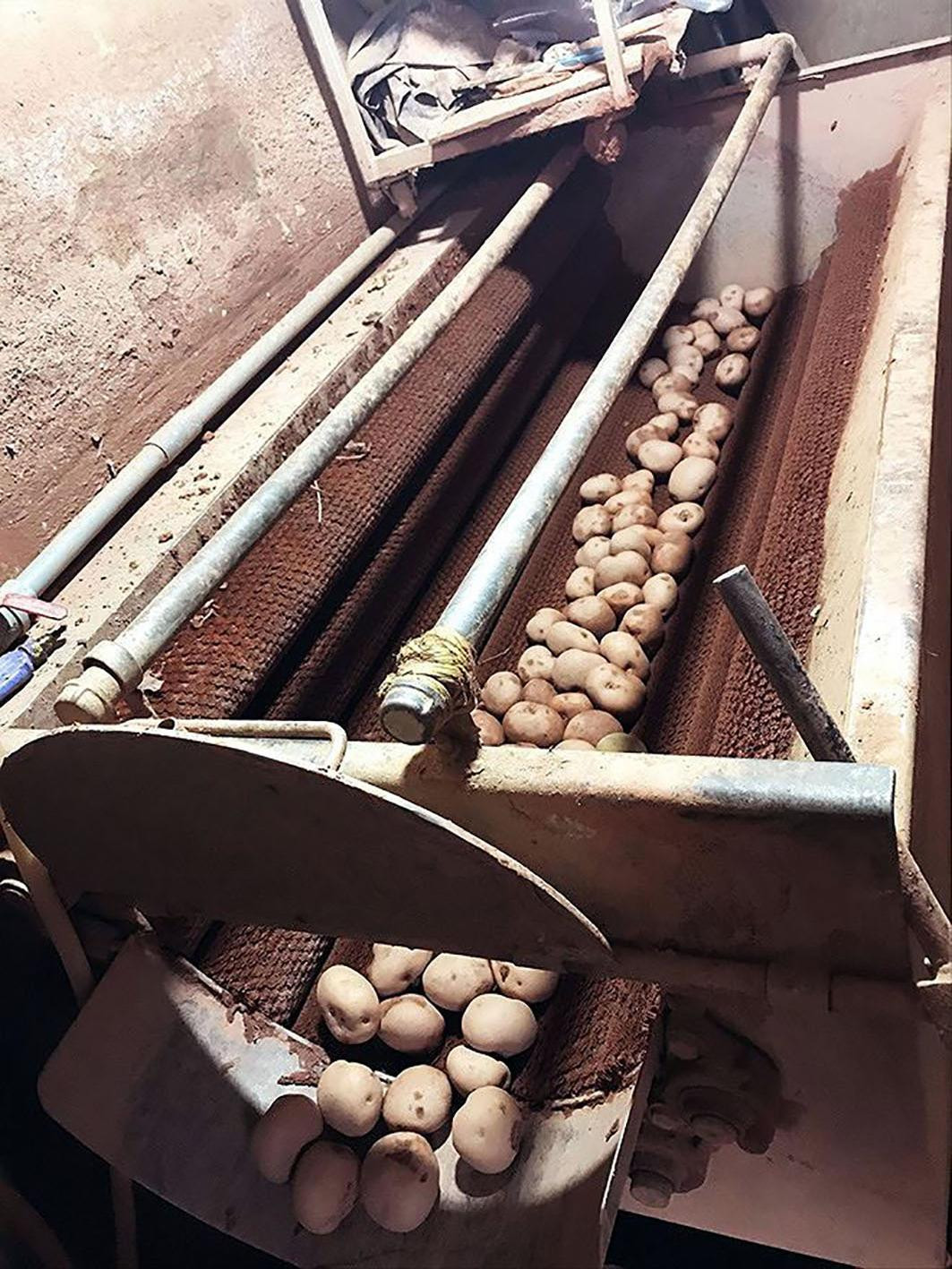 Tiểu thương nhập khoai tây Trung Quốc, rửa sạch và dùng máy móc tẩm đất đỏ Đà Lạt Tiểu thương nhập khoai tây Trung Quốc, rửa sạch và dùng máy móc tẩm đất đỏ Đà Lạt