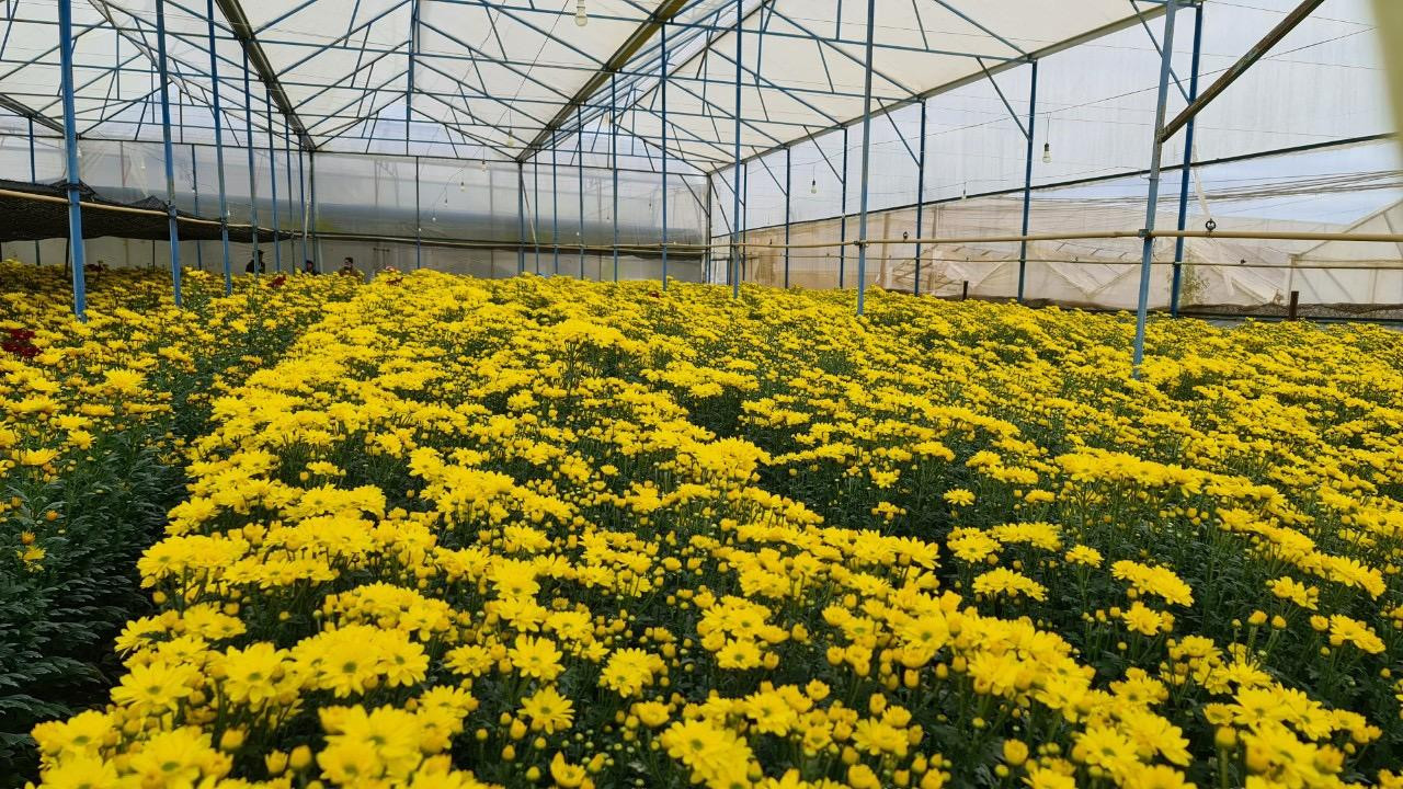 Cúc thường được tiêu thụ nhiều dịp tết Đoan ngọ