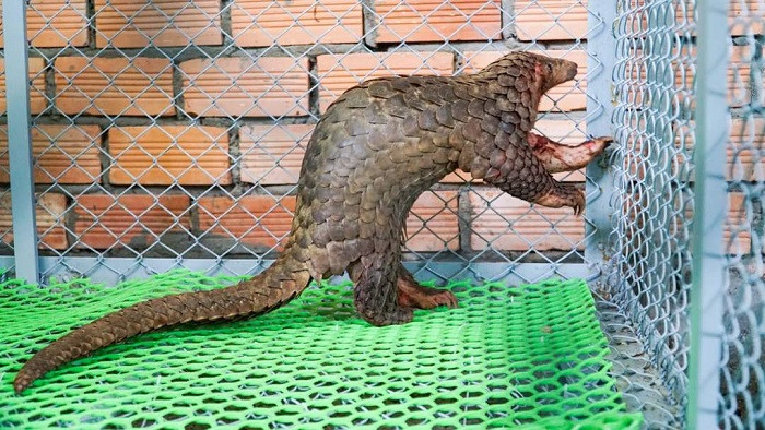 Một trong hai con tê tê được cứu hộ và thả về rừng Một trong hai con tê tê được cứu hộ và thả về rừng