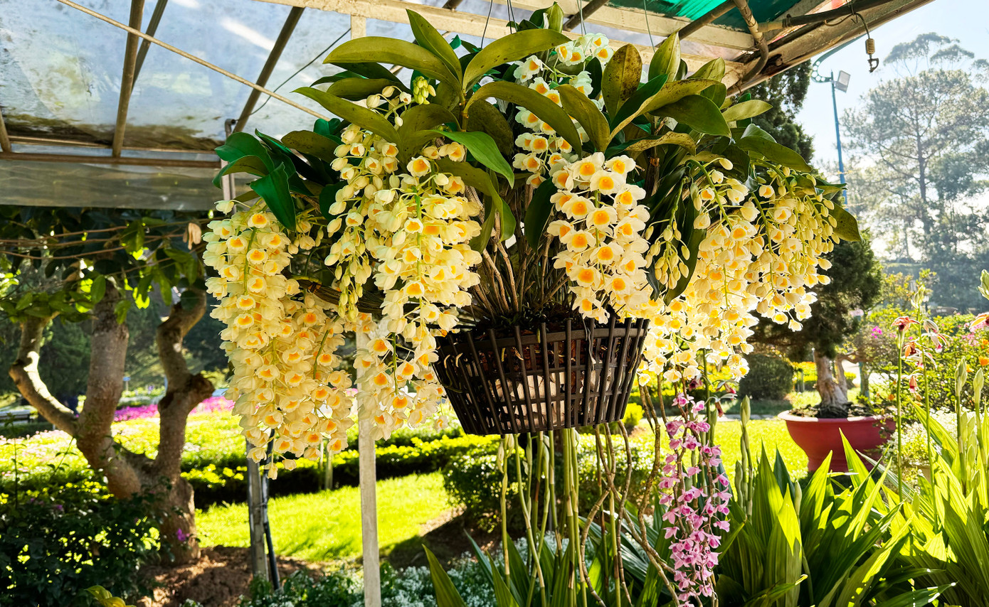 Tác phẩm đạt giải đặc biệt tại Hội thi hoa lan Đà Lạt xuân Giáp Thìn