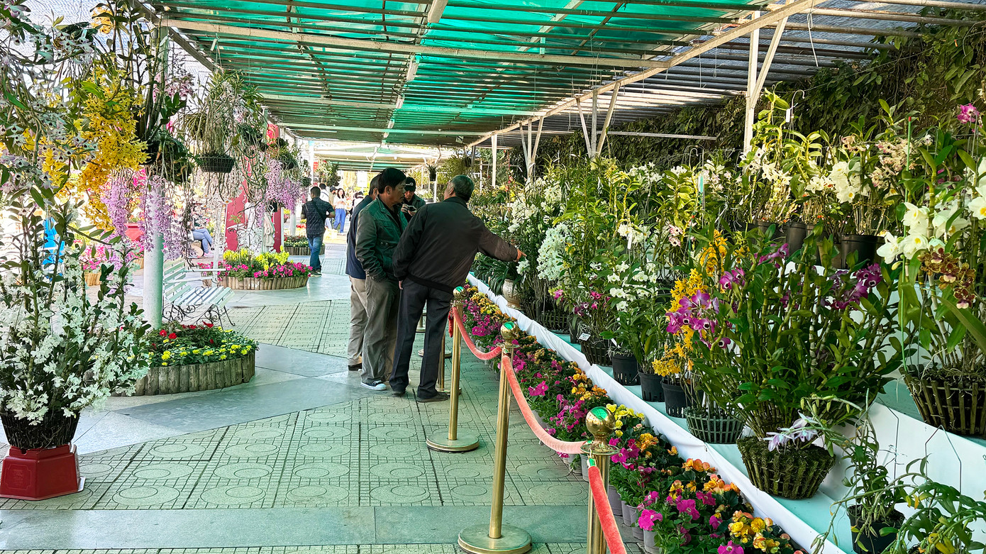 Rừng hoa lan tại Hội hoa xuân Đà Lạt 2024