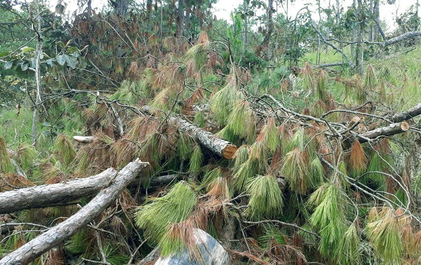 Thông mới bị cưa hạ, lá vẫn còn xanh