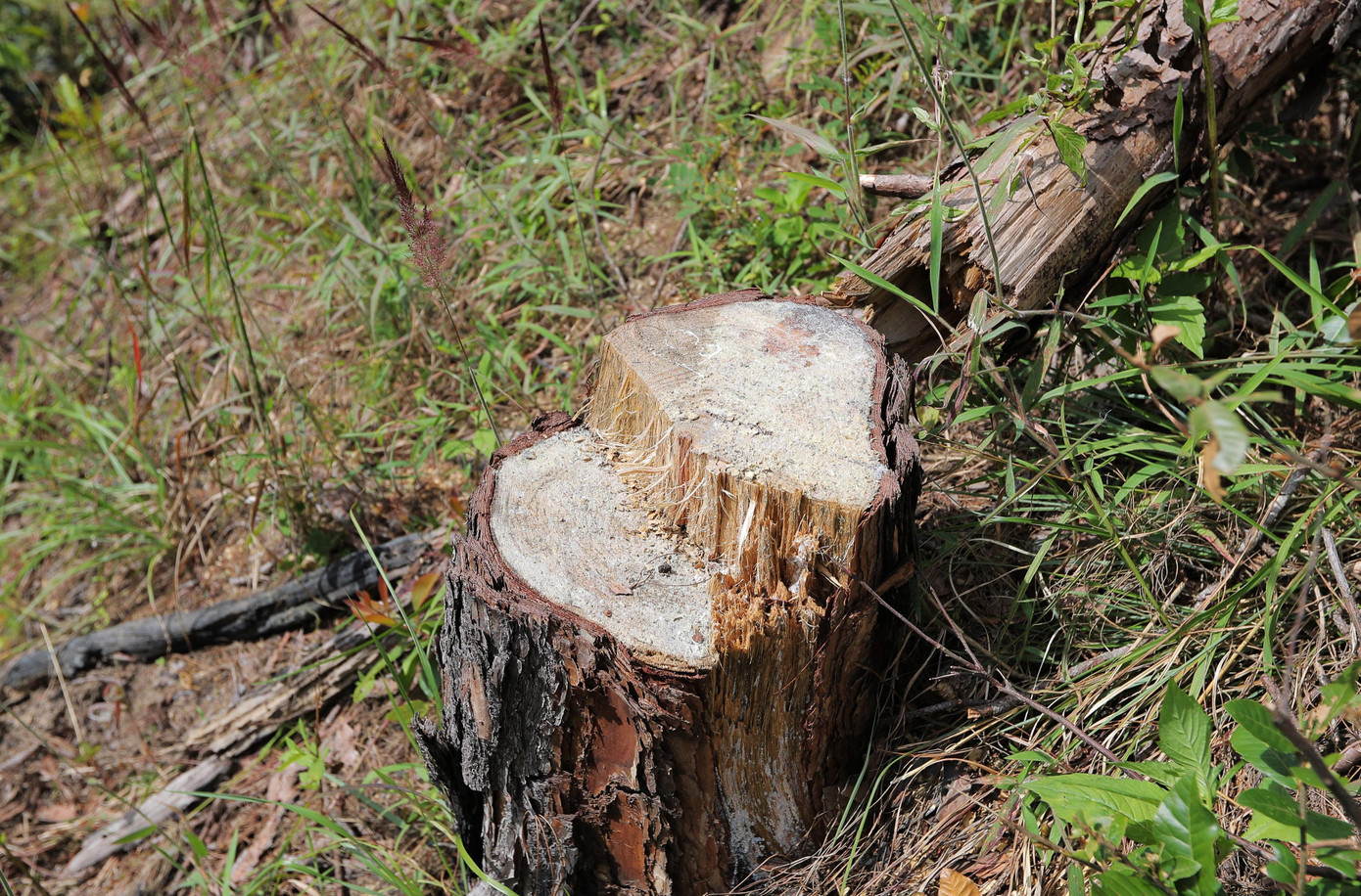 Nhiều cây có đường kính lớn bị cưa hạ