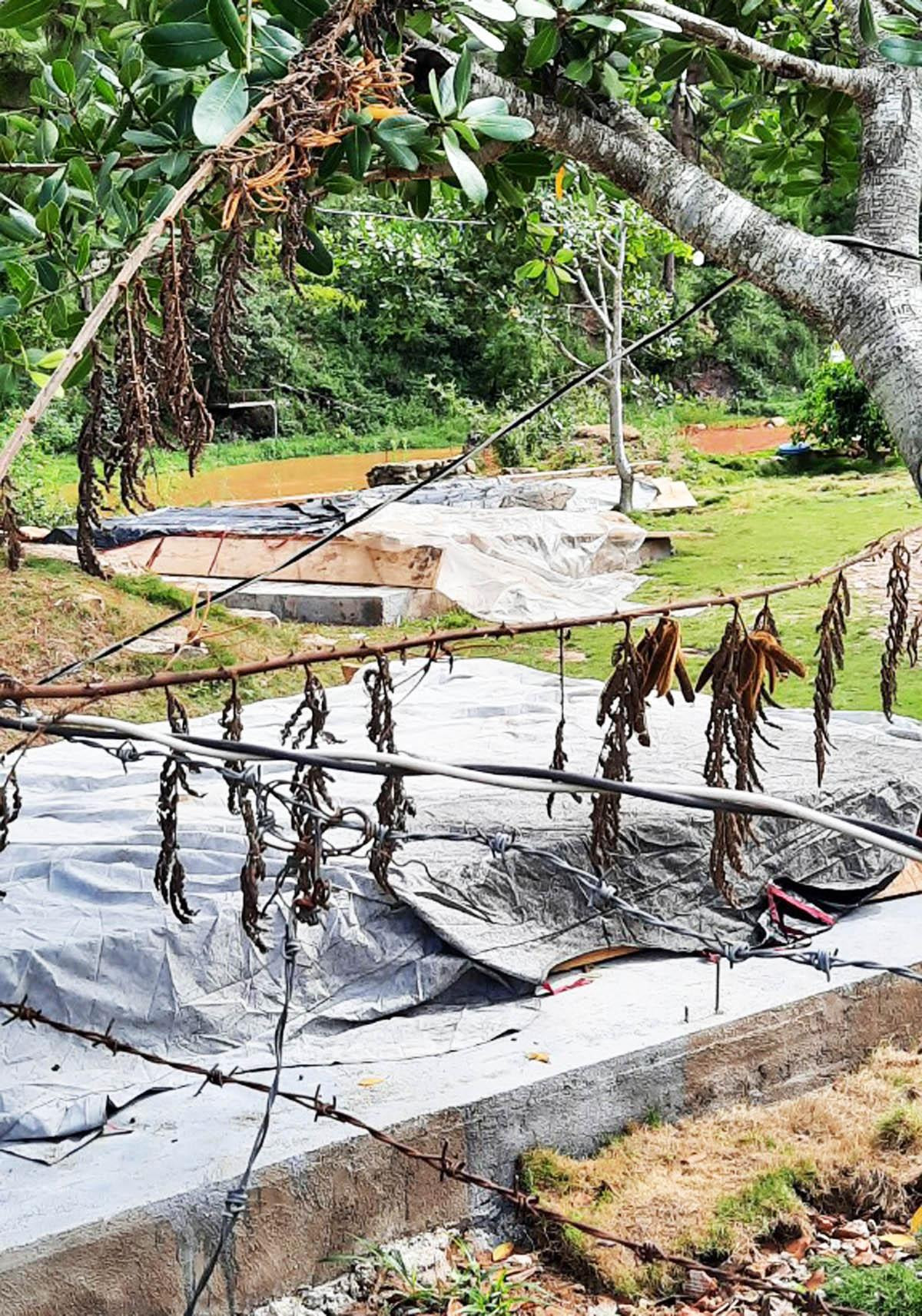 Phủ bạt ni lông che giấu gỗ