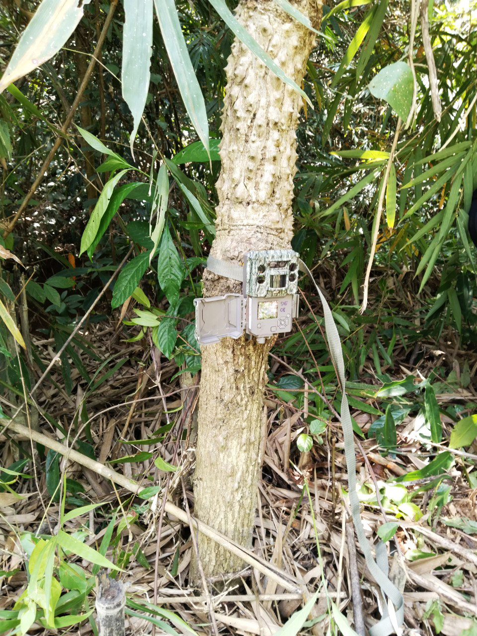 Lắp đặt bẫy ảnh để thu thập chứng cứ về loại thú hoang nghi hổ