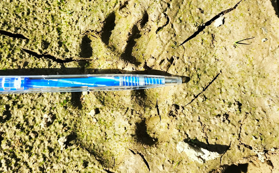 Dấu chân thú hoang nghi hổ ở Lâm Đồng