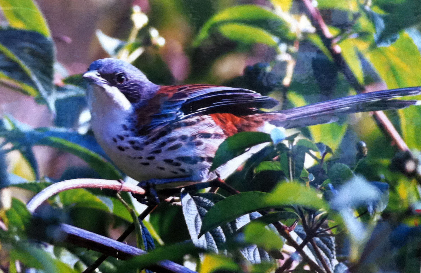 Mi Langbiang, loài chim đặc hữu ở Lâm Đồng. Mi Langbiang, loài chim đặc hữu ở Lâm Đồng.