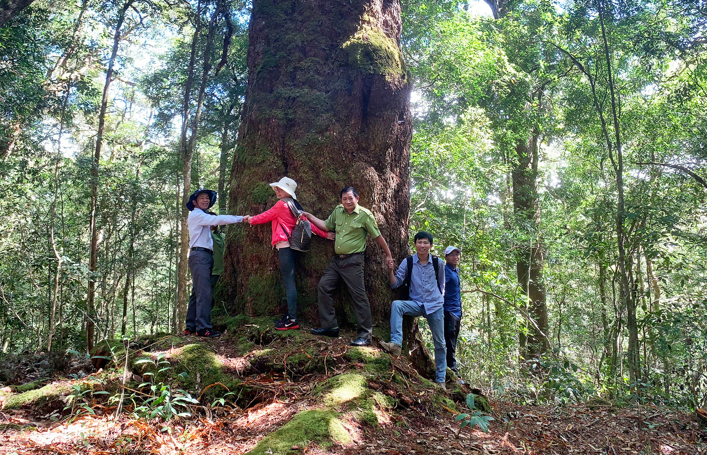 Cây thông hai lá dẹt được ví như sứ giả thời tiền sử, 6 người ôm không xuể.