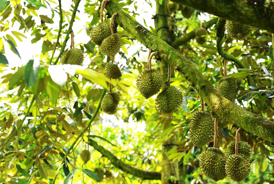 Người K'Ho Sre đã thành thạo trong việc trồng cây sầu riêng