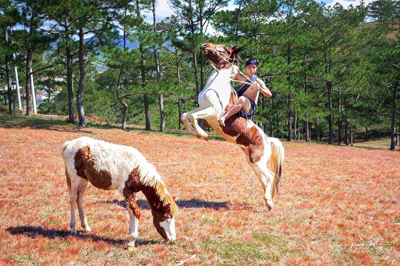 "Làm xiếc'' trên lưng ngựa