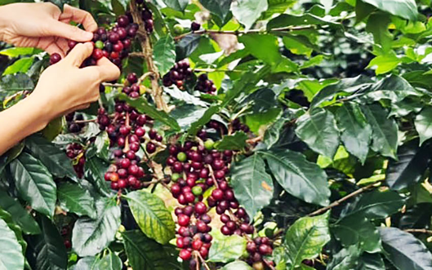Sau khi tái canh, cây cà phê cho năng suất, chất lượng cao hơn