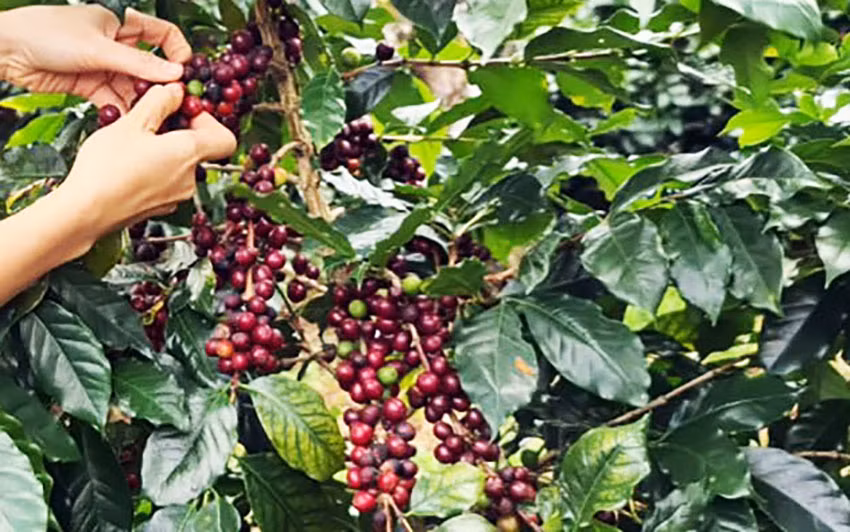Sau khi tái canh, cây cà phê cho năng suất, chất lượng cao hơn Sau khi tái canh, cây cà phê cho năng suất, chất lượng cao hơn