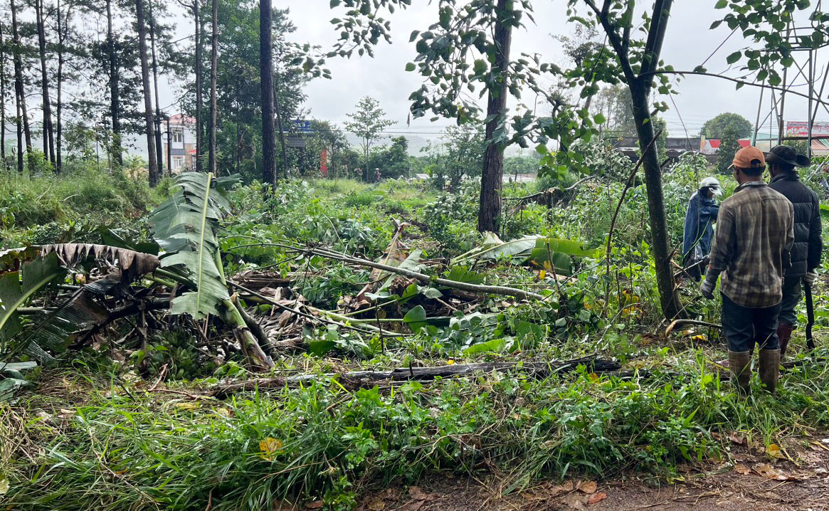 Nhổ bỏ toàn bộ cây nông nghiệp trồng trên đất rừng.