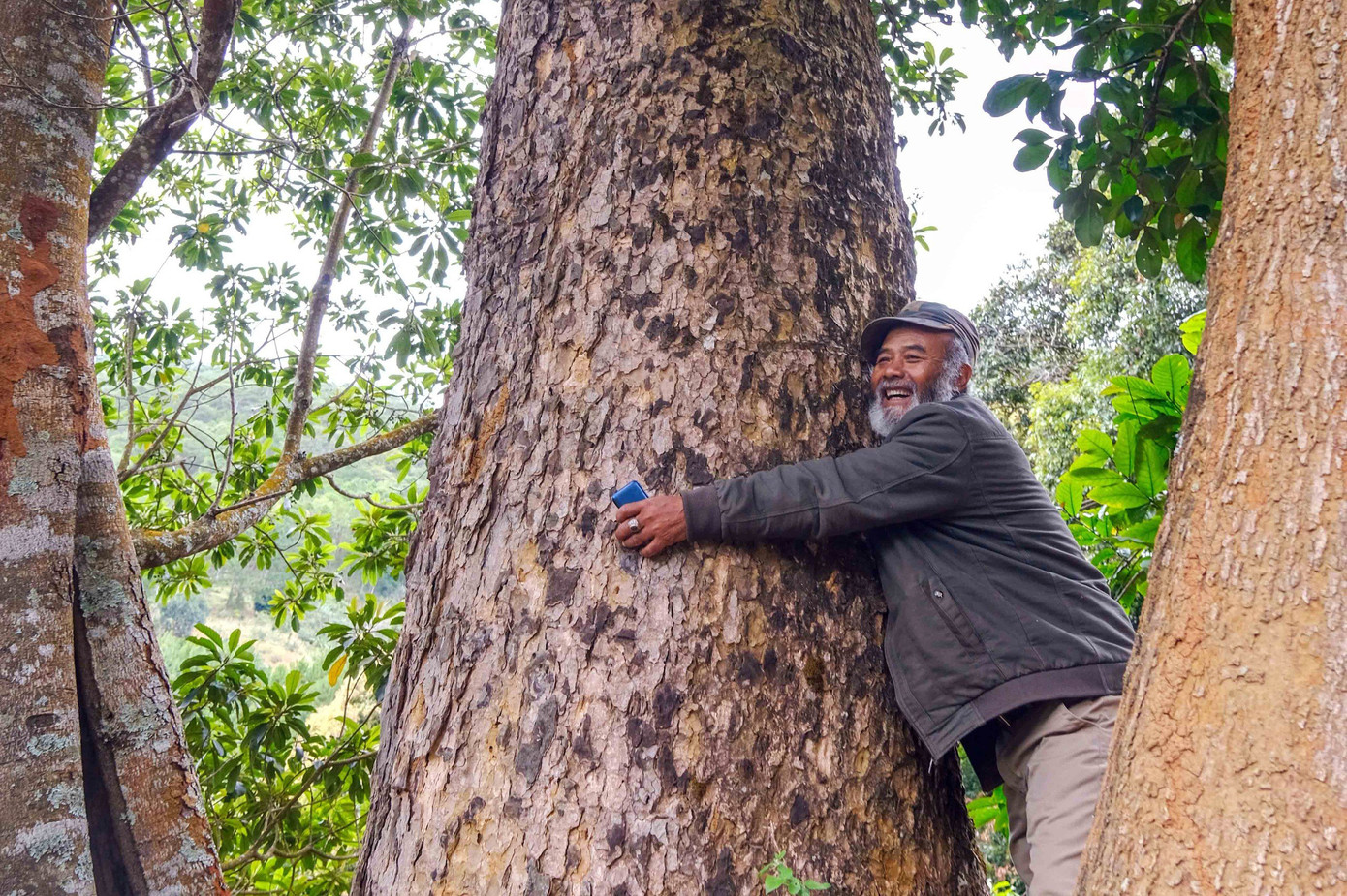 Ông K'Ten bên cây cổ thụ ở núi Voi Ông K'Ten bên cây cổ thụ ở núi Voi