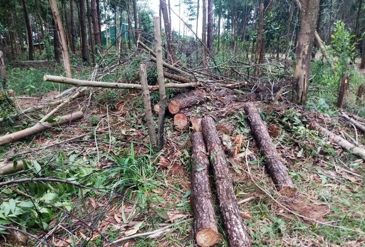 Nhiều cây thông tại tiểu khu 438A bị cưa hạ, cắt khúc