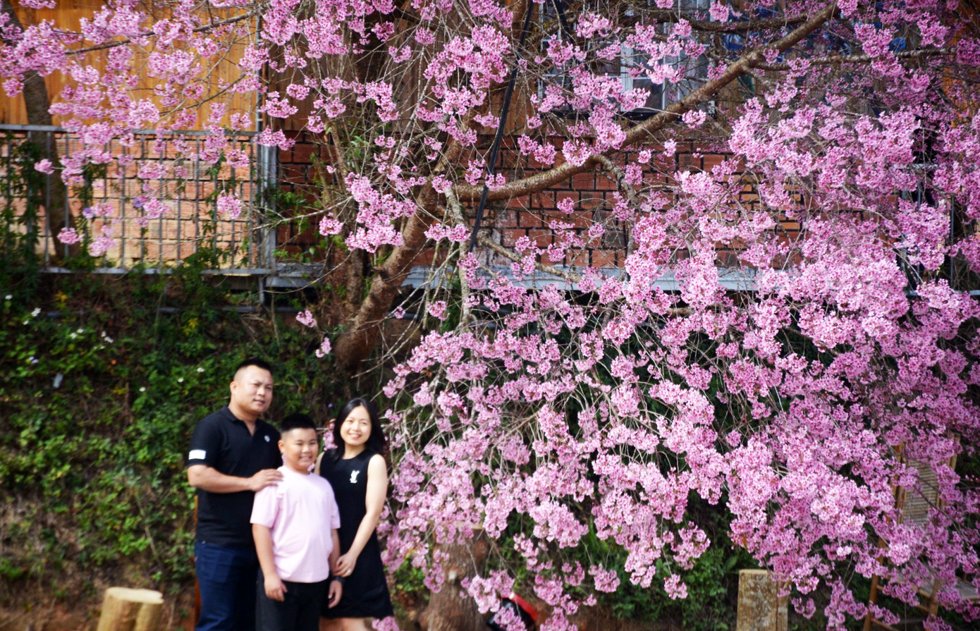 Mai anh đào Đà Lạt nở đúng dịp Tết Nguyên đán thu hút nhiều du khách đến check-in.