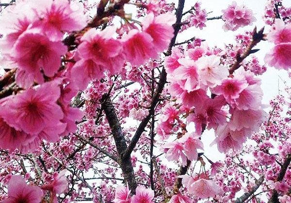 Sakura Nhật Bản nở hoa tại Đà Lạt.